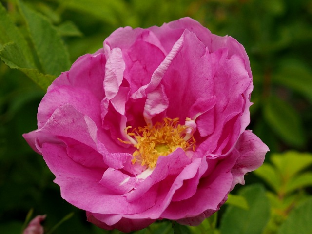 c0183777_2022078.jpg
