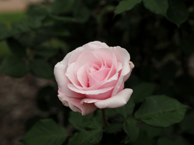 c0183777_2023666.jpg