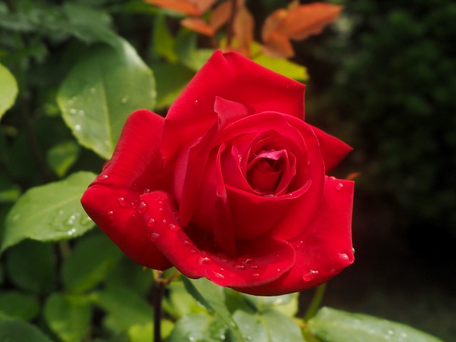 c0183777_202473.jpg