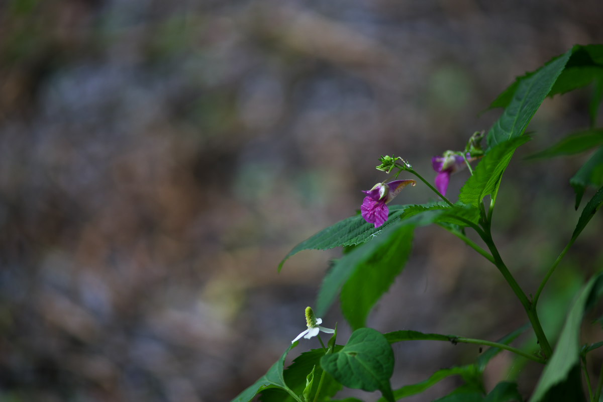 a0083081_17541390.jpg