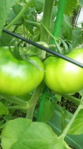 c0348784_18233485.jpg