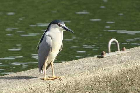 e0197884_2012061.jpg