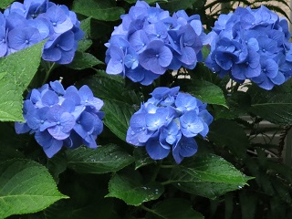 e0130185_1145475.jpg