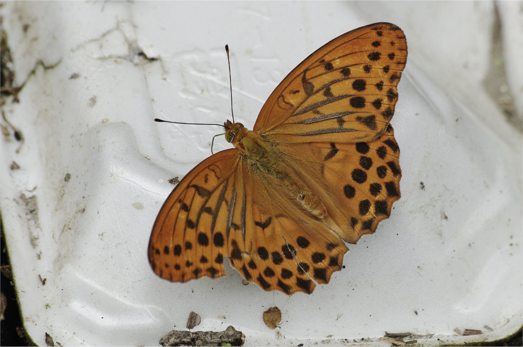 d0209988_20484080.jpg