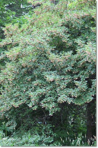 f0146493_23111175.jpg