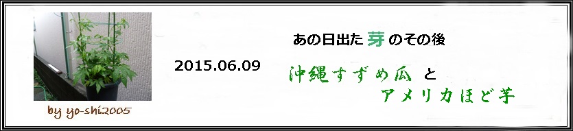 e0033229_1758188.jpg