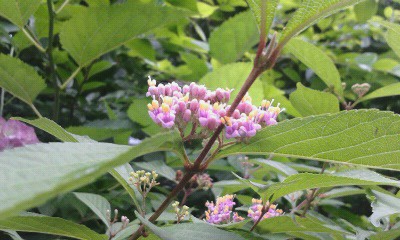 e0107030_20523340.jpg