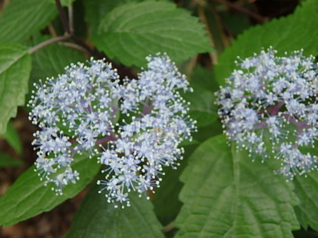 f0334143_8241832.jpg