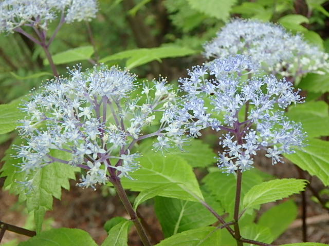 f0334143_8244440.jpg
