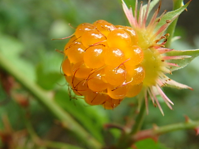 f0334143_8253679.jpg