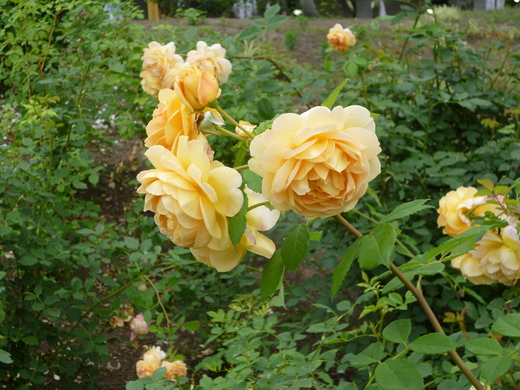 d0231858_6144281.jpg