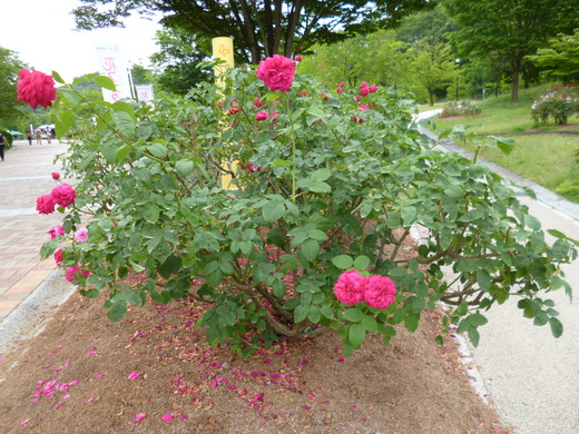 d0231858_614819.jpg