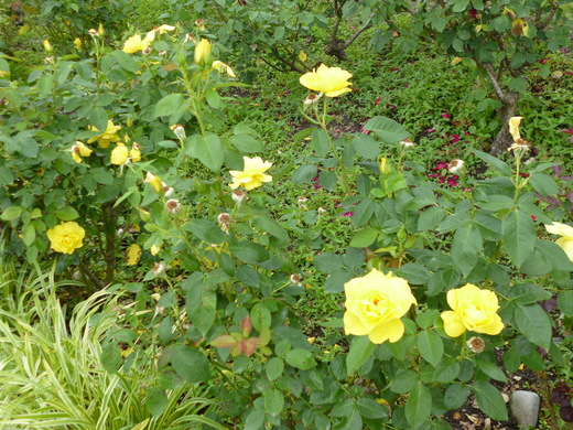 d0231858_619111.jpg