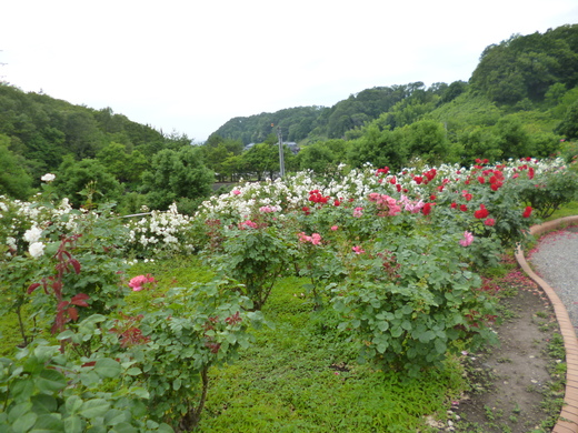 d0231858_6192582.jpg