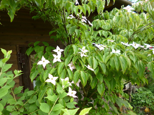 d0231858_6272199.jpg