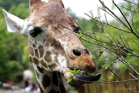 のいち動物園のアミメキリン