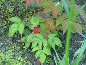 b0057675_11481833.jpg