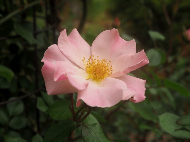 c0183777_2016227.jpg
