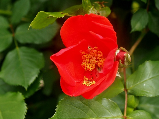 c0183777_2016939.jpg