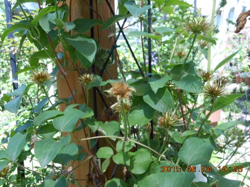 b0096584_911742.jpg