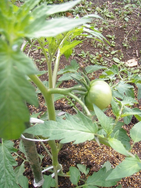 c0327752_16531090.jpg