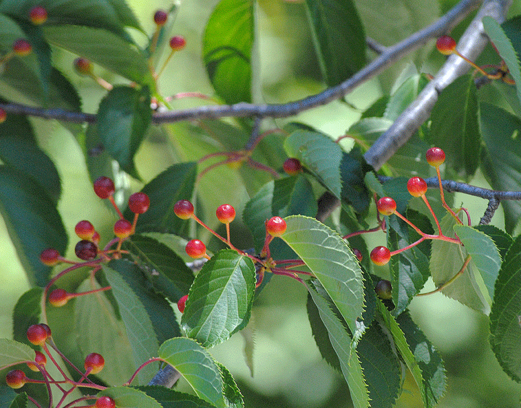 a0001354_23461233.gif