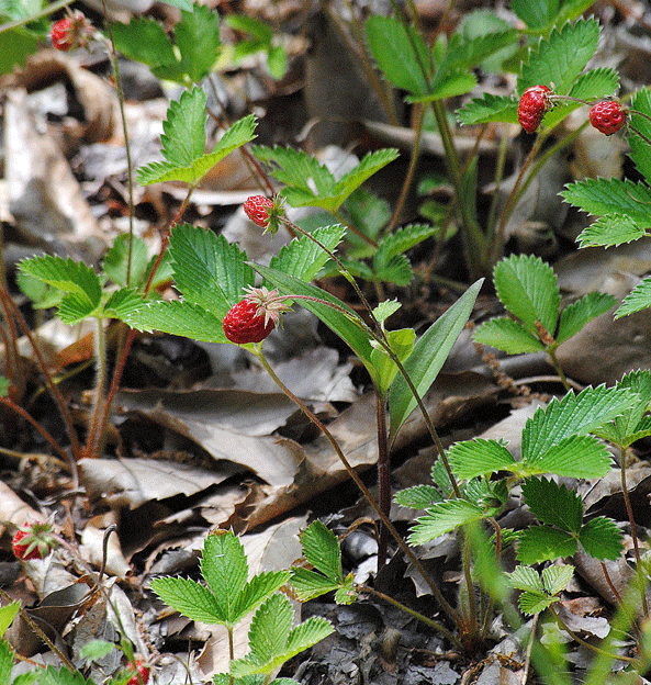 a0001354_23491715.gif