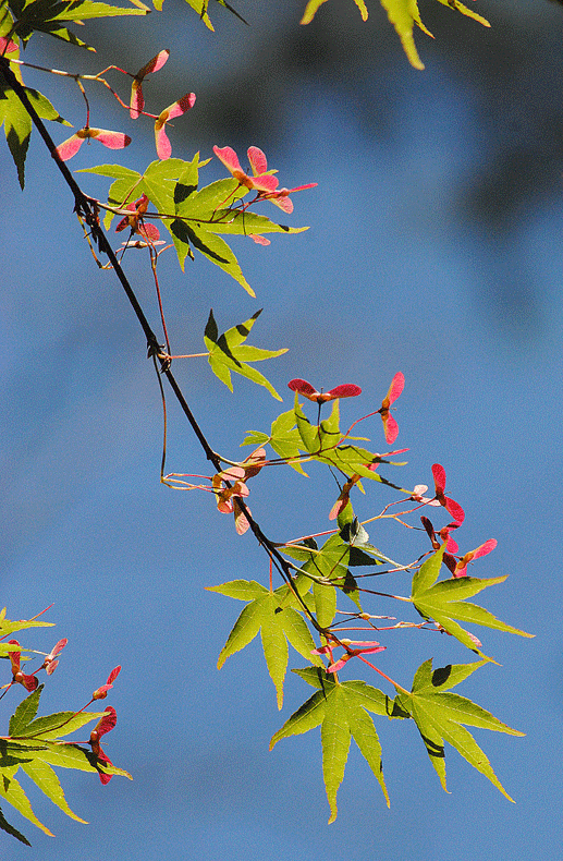 a0001354_23524398.gif