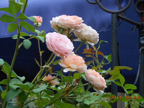 b0096584_21582755.jpg