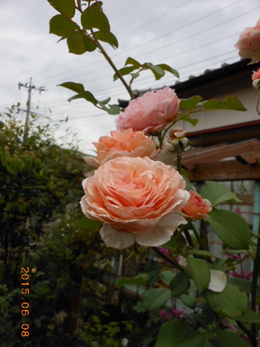 b0096584_21584256.jpg