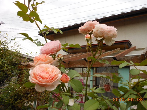 b0096584_21585644.jpg