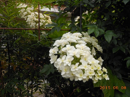 b0096584_2159128.jpg
