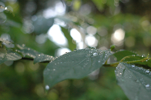a0061599_7381978.jpg