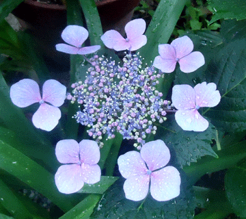 a0004802_1854119.gif