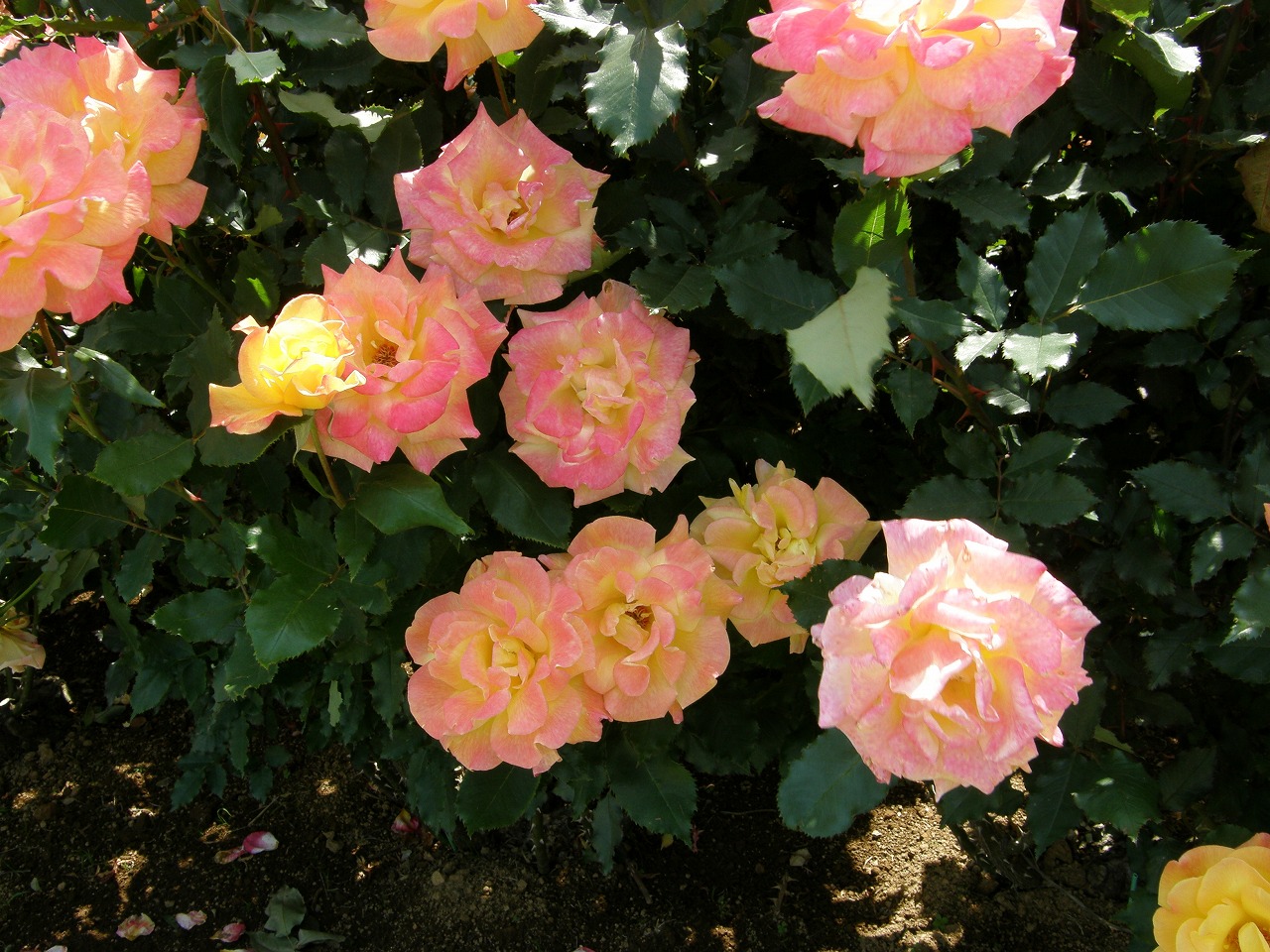 b0162728_17561141.jpg