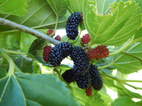 f0118332_22320123.jpg
