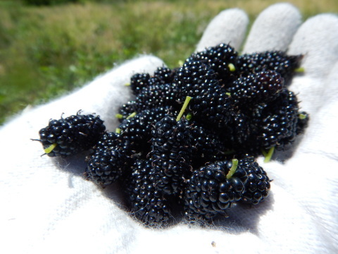 f0118332_22351908.jpg