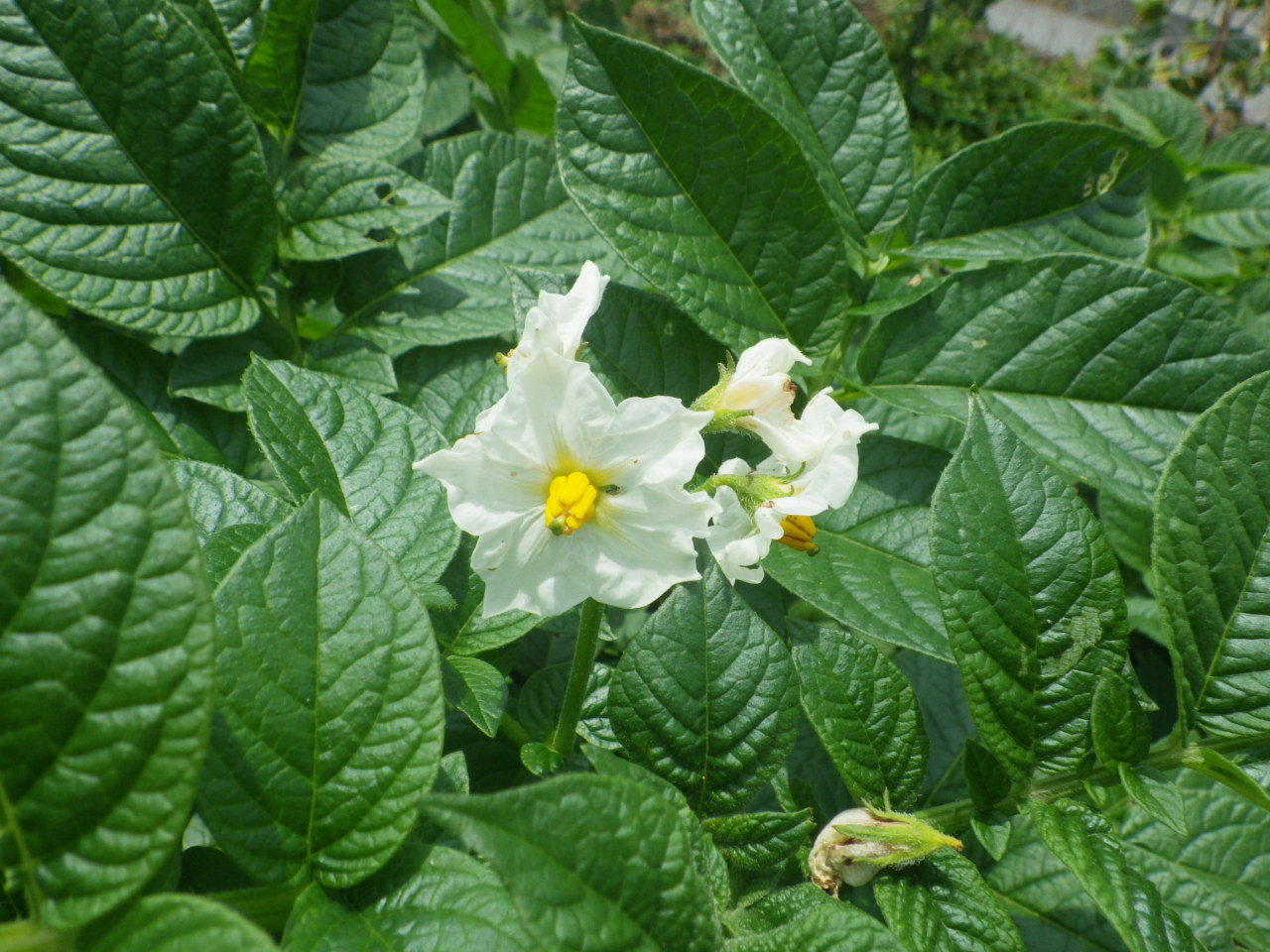 c0300035_8242453.jpg