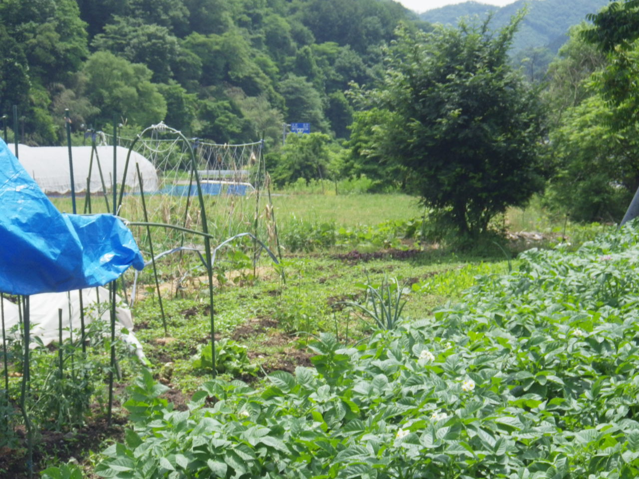 c0300035_8244222.jpg