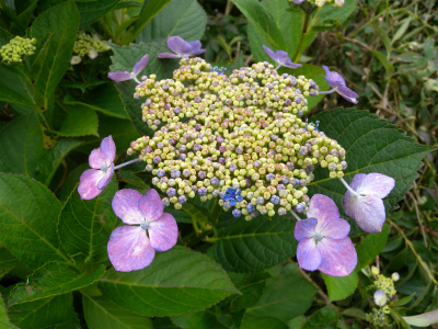 e0272335_11311462.jpg