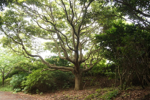 f0257756_0574373.jpg