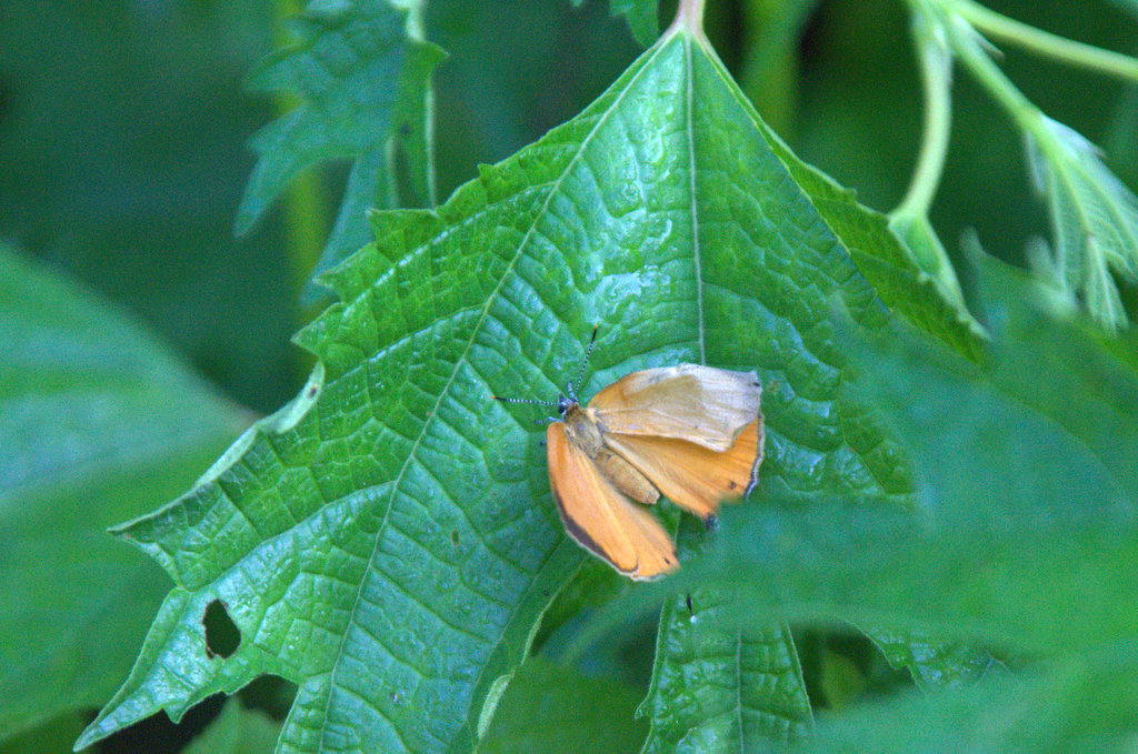 d0098057_736553.jpg
