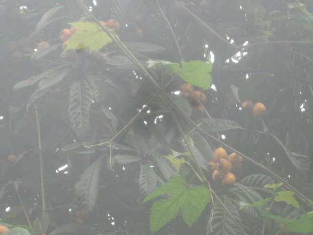 e0181260_22465145.jpg