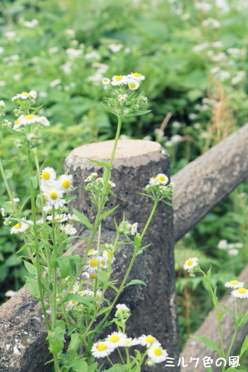 c0368870_15525810.jpg