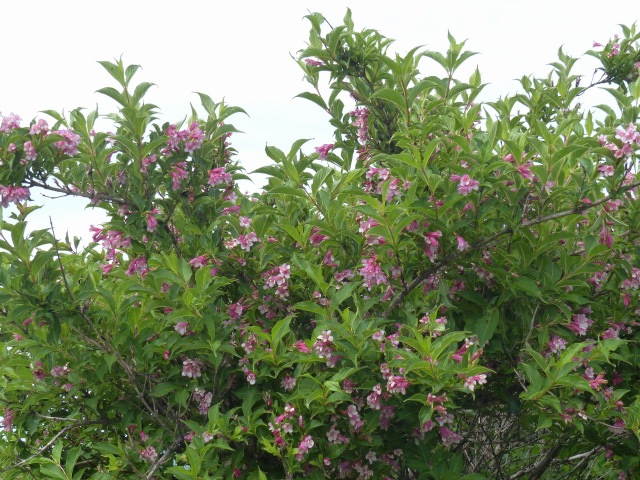 f0357487_176427.jpg