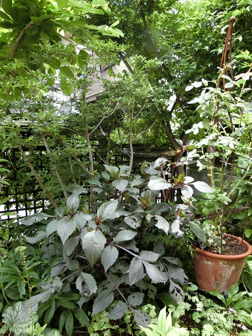 e0234004_20501383.jpg