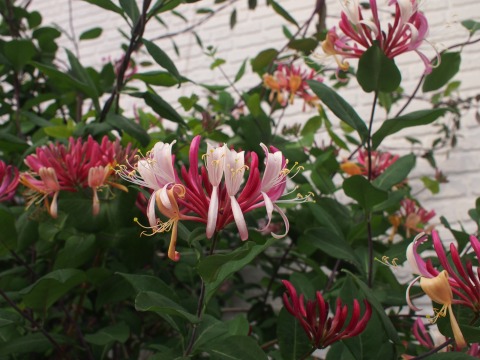 c0117007_7102923.jpg