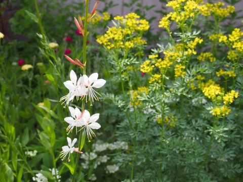 c0117007_723856.jpg