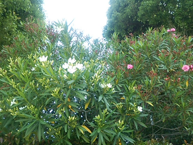 c0150520_23453827.jpg