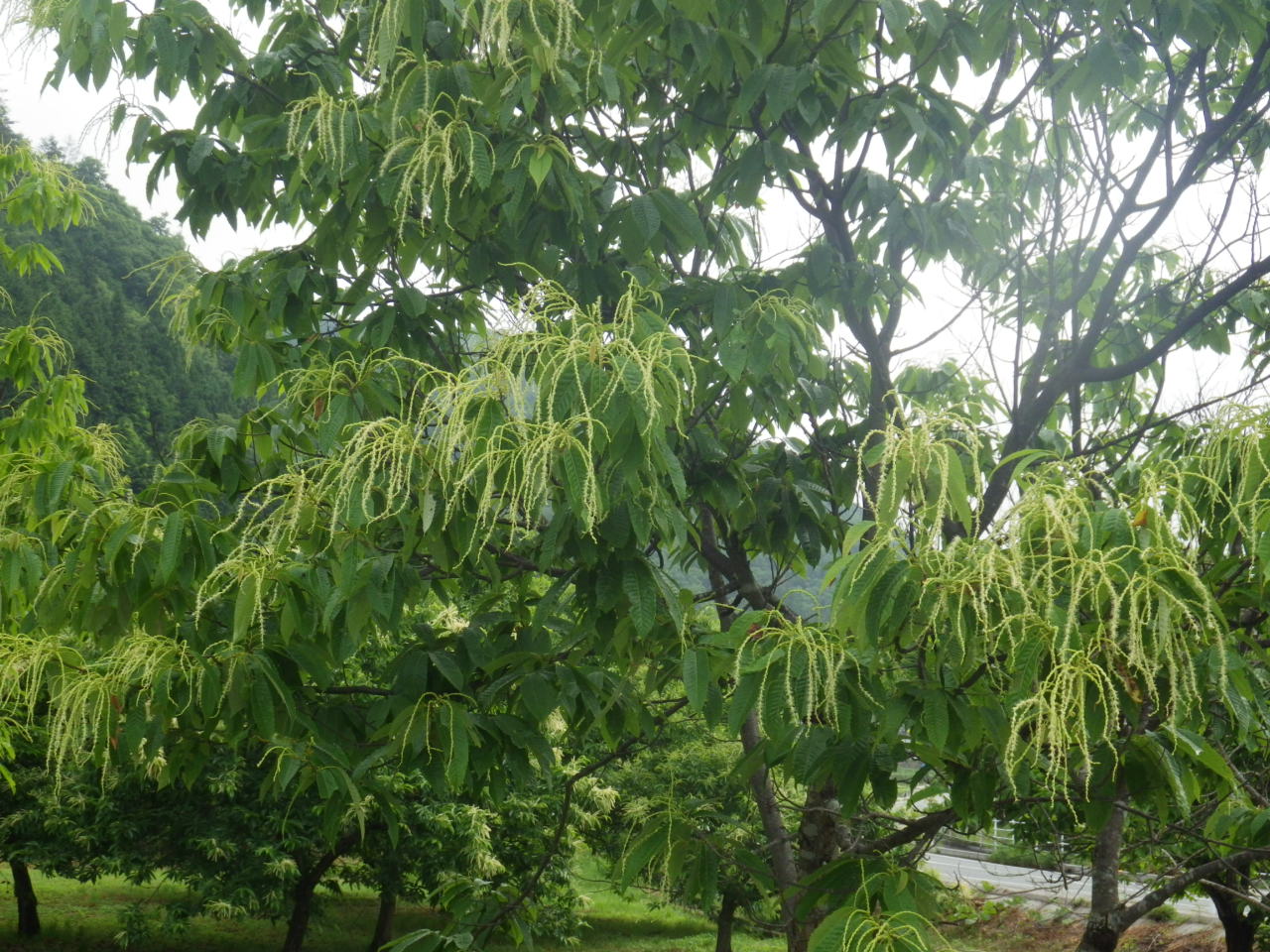 c0300035_11162866.jpg